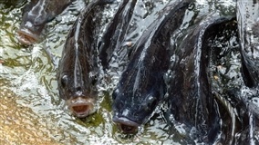 Peixe BR e associações estaduais reforçam urgência de medidas para combater crise na piscicultura