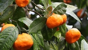 SÃO SEBASTIÃO DO CAÍ