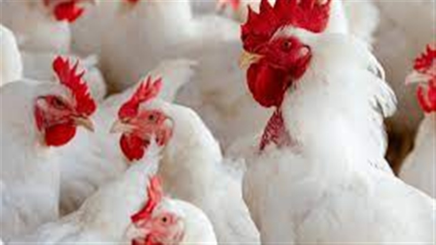 Quedas dos custos recupera avicultura