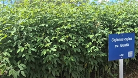 Leguminosa controla nematoides na agricultura