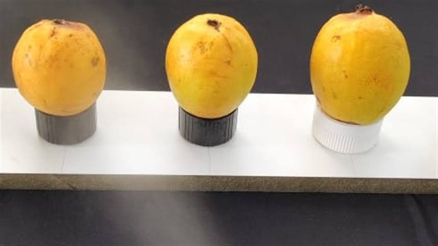 Filmes com óleos essenciais inovam embalagens de alimentos