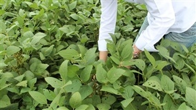 Em Mato Grosso do Sul, lavoura de soja exige monitoramento e manejo eficiente