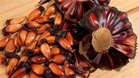 Safra começa com menos pinhão no RS