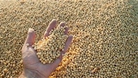 Como as negociações EUA/China afetam nossos preços?