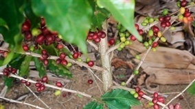 Brasil deve produzir 12% menos café