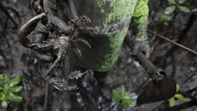 Mercúrio e chumbo em caranguejos de Paranaguá preocupam