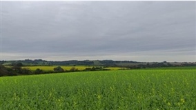 Carinata avança, mas clima preocupa produtores