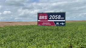 Variedades de soja trazem resistência e maior rendimento