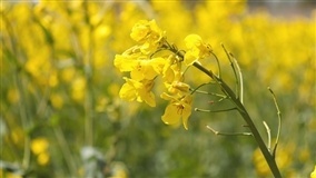 RS: de olho na rotação de culturas, produtores de Sete de Setembro investem na canola