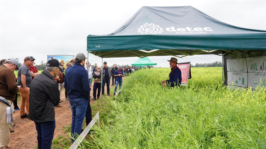Dia de campo em Candelária apresenta potencial da carinata