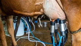 Pronaf Mais Leite fortalece leite da agricultura familiar