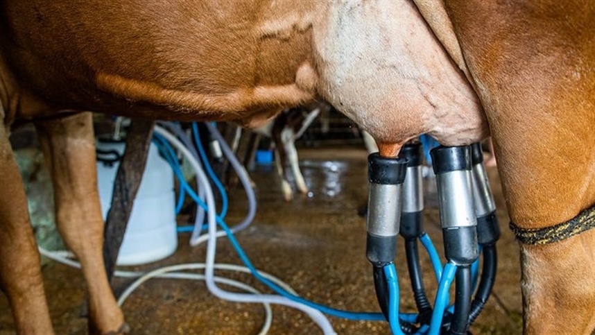 Pronaf Mais Leite fortalece leite da agricultura familiar