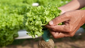 Certificação vegetal