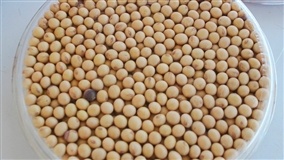 Projeto avalia sementes de soja para próxima safra