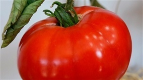 Proteína do tomate explica mistério da imunidade vegetal