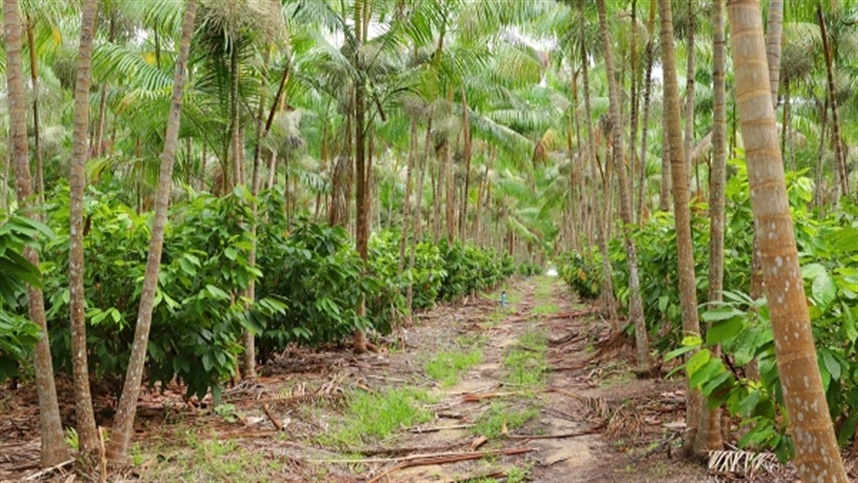 AGROLINK  O Portal do conteúdo Agropecuário. Confira: Noticias