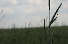 Evolução do Agro