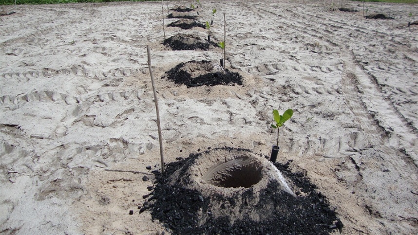 Hidrogel e biochar aumentam eficiência no uso de água na cajucultura do Semiárido