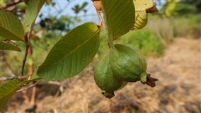 Paraná responde por 10,8% da colheita nacional de goiaba