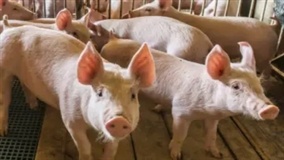 FAEP analisa incentivo à suinocultura sustentável