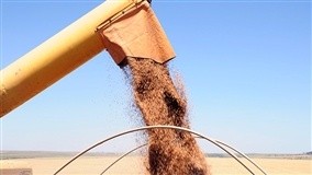 Produção de trigo na Rússia revisada para baixo