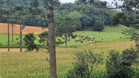 Diversificação fortalece família rural em Casca