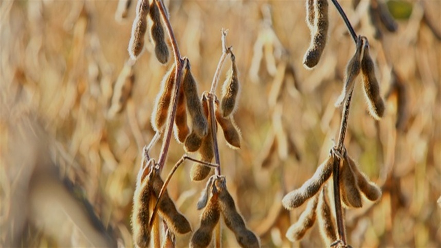 Soybeans will rise moderately in the United States