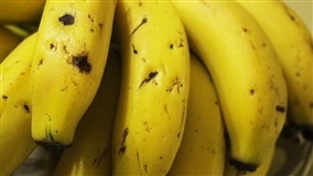 Embrapa Mandioca e Fruticultura lança o podcast Raiz & Fruto