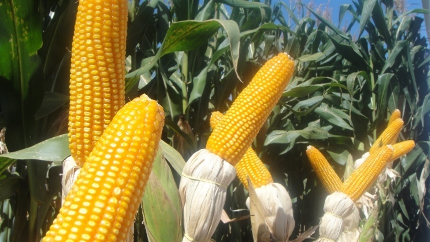 EEUU escala disputa con México por maíz transgénico