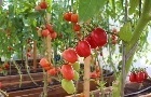 Tomate fica mais caro com oferta reduzida nos atacados