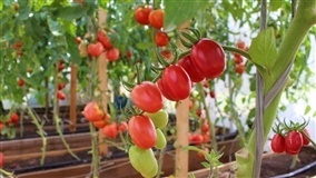 Previsão de Safra: tomate e borracha apresentam aumento de produção