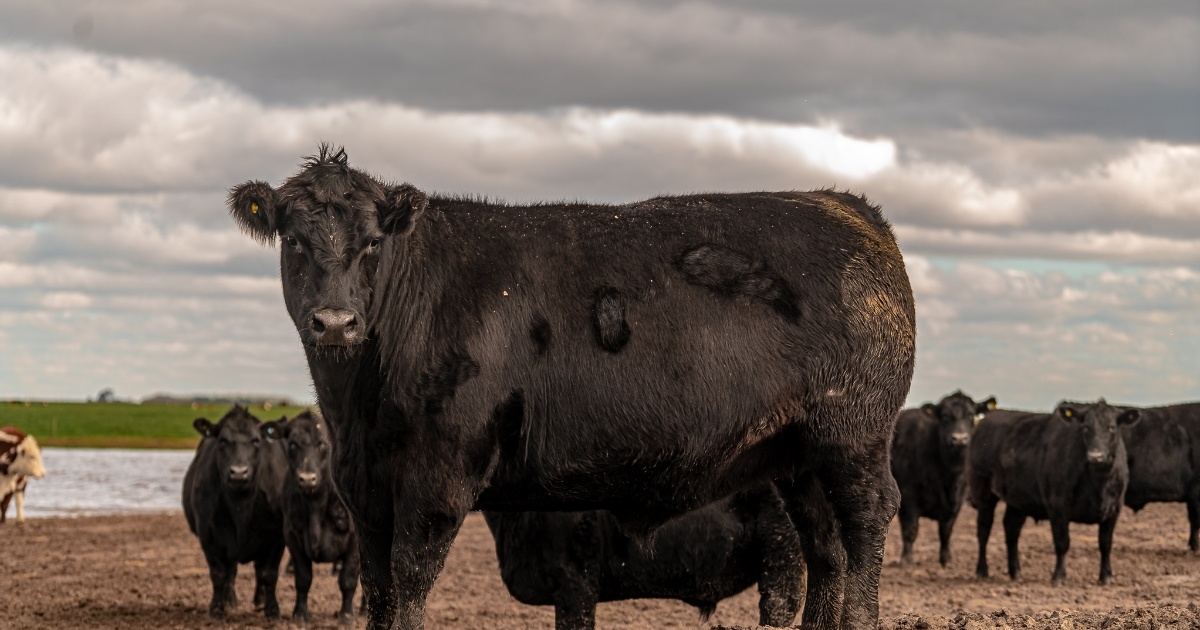 Carne Angus dá início à rota pelo Rio Grande do Sul - Agrolink