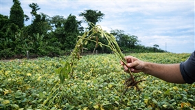 Desafios da soja no Vale do Guaporé são debatidos