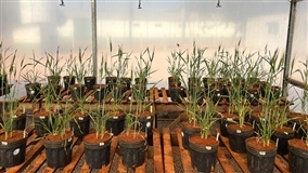 Algas brasileiras estimulam grãos sob seca no Cerrado