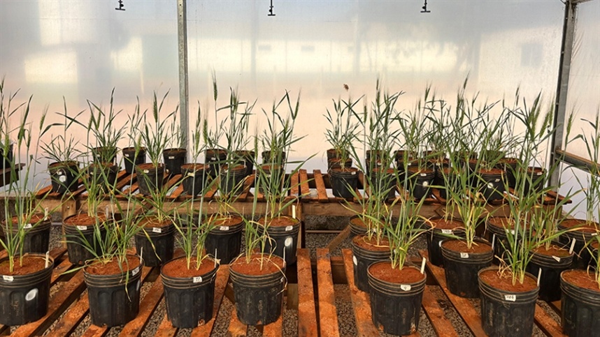 Algas brasileiras estimulam grãos sob seca no Cerrado