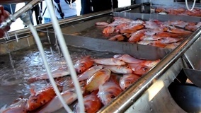 Criação de peixes é oportunidade na cadeia de proteína