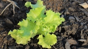 CRA aprova incentivo às hortas comunitárias em escolas