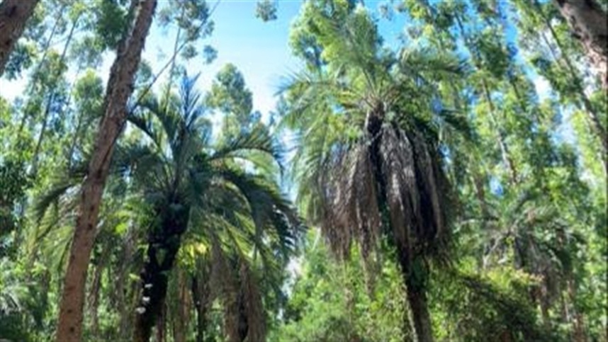 Na Chandon Brasil, em Encruzilhada do Sul, 20% da propriedade de vinhedos é dedicada a corredores biológicos