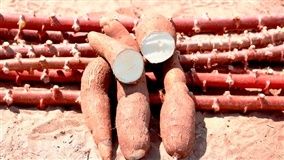 Com poucas lavouras para serem colhidas, oferta da mandioca segue baixa