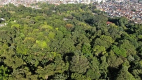 Embrapa promove trilhas para mapear biodiversidade em Belém