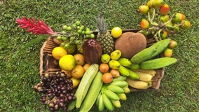 Saberes da Mata abastece merenda escolar com orgânicos