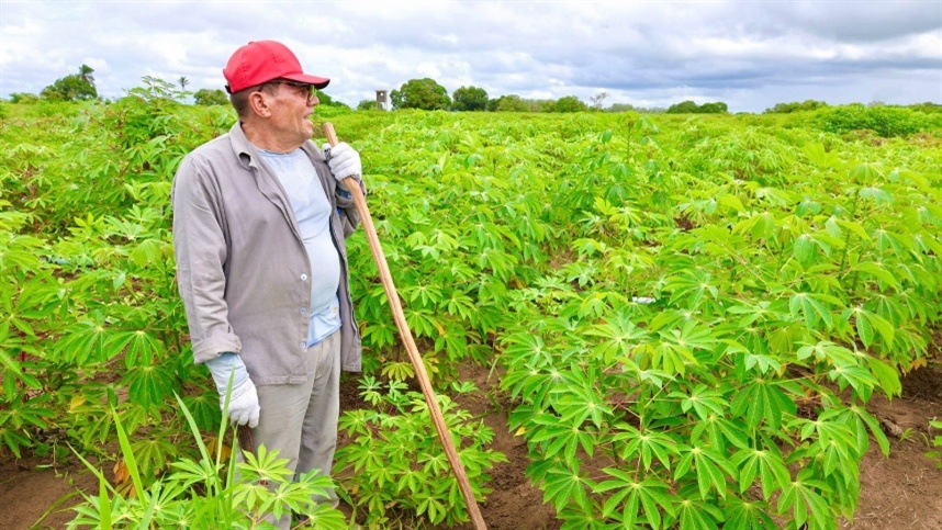 Bahia investe na pesquisa e cultivo da mandioca