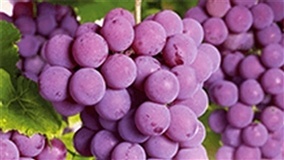 DESENVOLVIMENTO PREJUDICADO