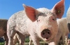 Exportação de suínos atinge recorde para janeiro