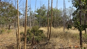 IA e satélites mapeiam abandono agrícola no Cerrado