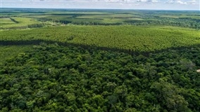Seminário incentiva produção florestal e ILPF na Bahia