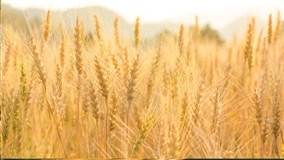 Manejo aumenta produtividade em 6,2 sacas por hectare