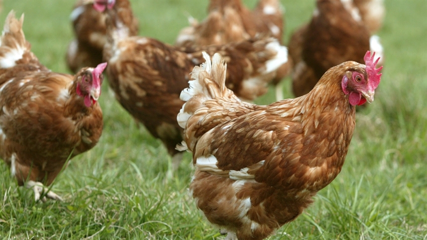 Salmonella reforça desafio do controle sanitário