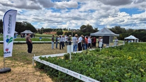 Dia de Campo reúne 340 para inovação no feijão no PR