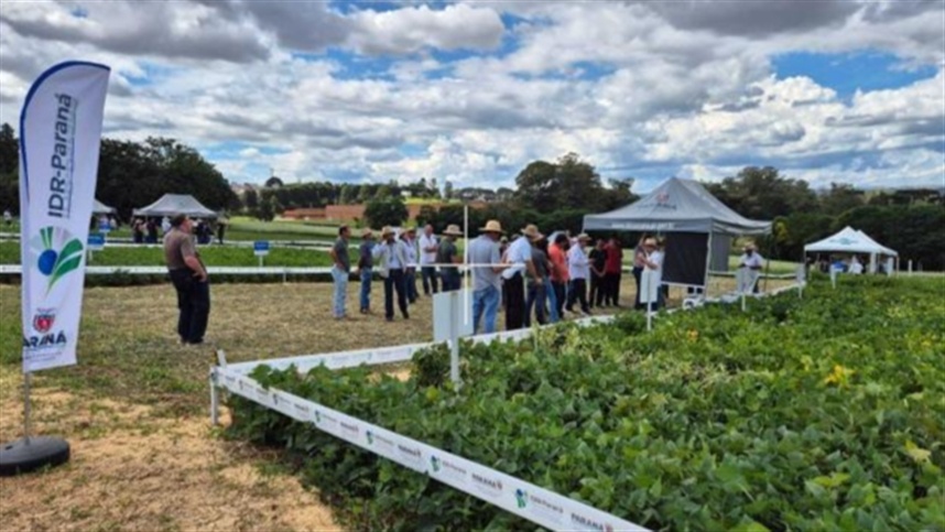 Dia de Campo reúne 340 para inovação no feijão no PR